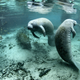 Un grupo de manatíes bajo el agua. Foto: Florida Fish and Wildlife / Flickr